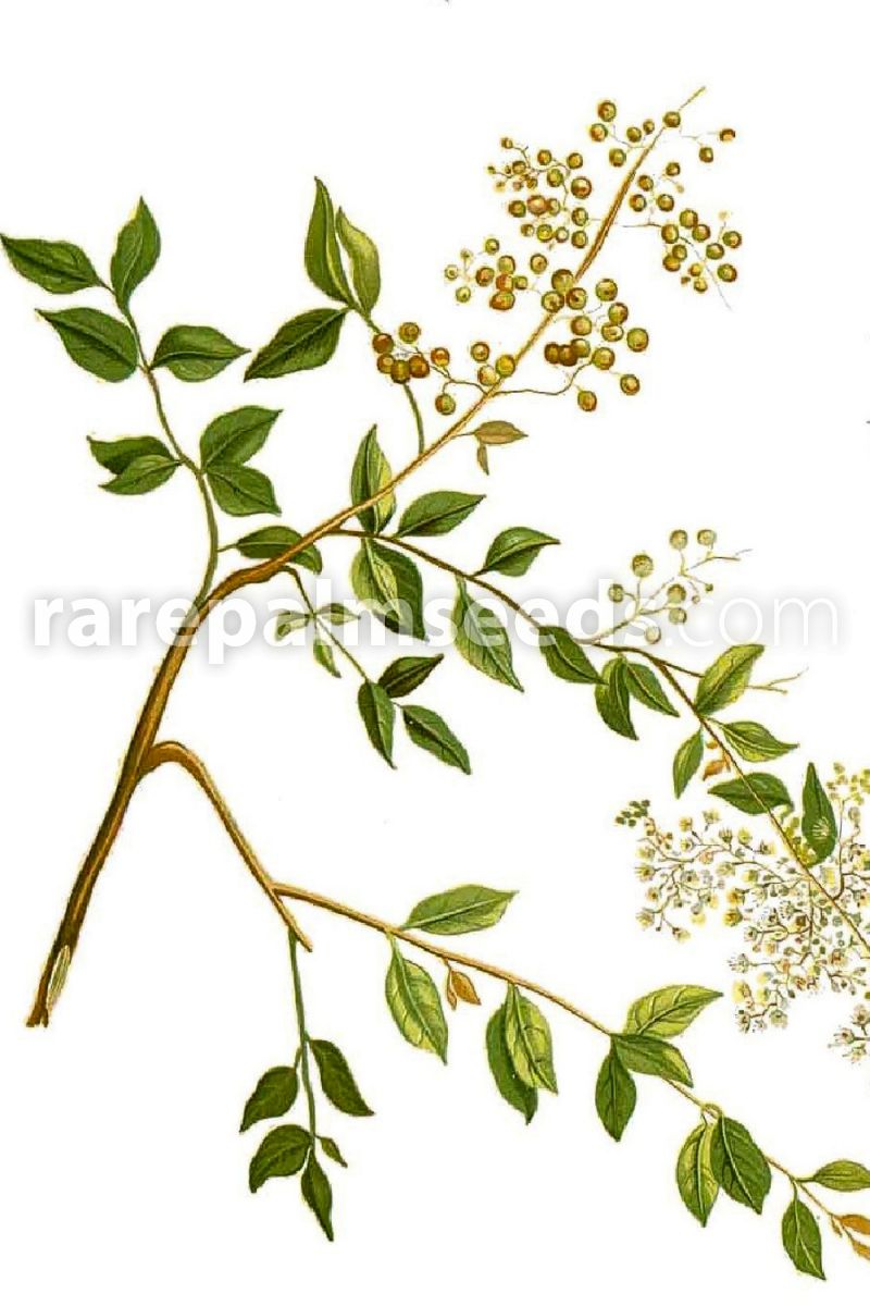 Lawsonia inermis – Henna – Buy seeds at rarepalmseeds.com