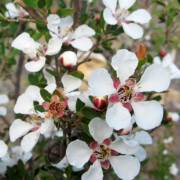 Leptospermum grandiflorum – Autumn Tea Tree