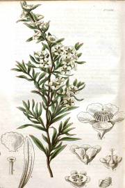 Leptospermum polygalifolium – Copper Tantoon
