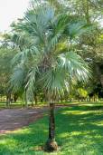 Leucothrinax morrisii – Brittle Thatch Palm