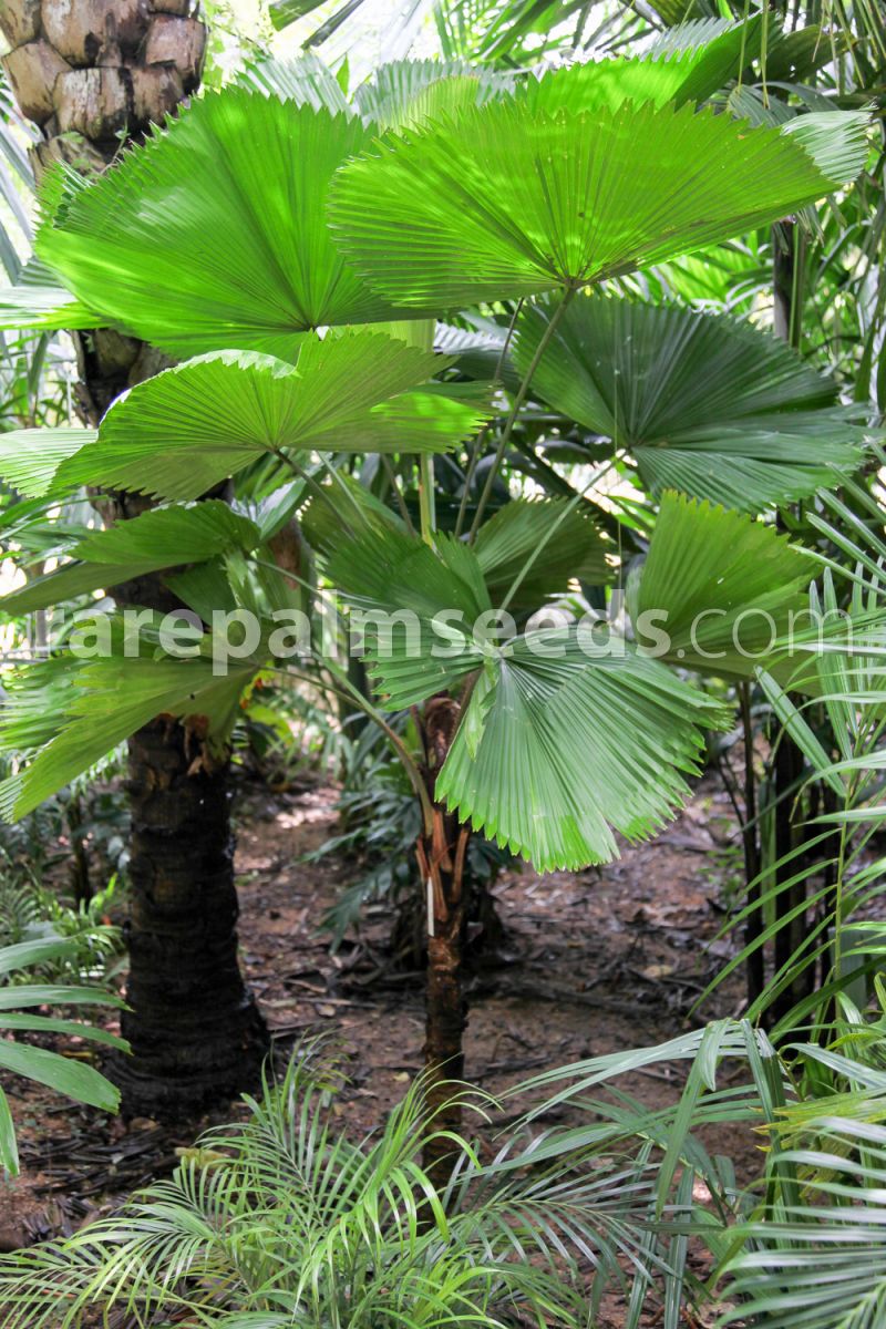 *UNCLE CHAN* 10 seeds Licuala peltata RARE Fan palm large undivided leaf 
