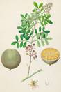 Limonia acidissima – Wood Apple