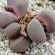 Lithops comptonii 'Weberi' – Pebble Plant, Living Stone