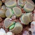 Lithops dinteri 'Dintergreen' – Green Warmbad Pebble Plant