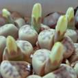 Lithops dinteri subsp. multipunctata – Dotted Warmbad Pebble Plant