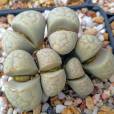 Lithops francisci – Namib Pebble Plant