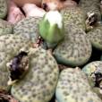 Lithops fulviceps 'Aurea' – Golden Pebble Plant