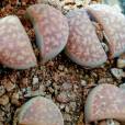 Lithops marmorata – Marbled Pebble Plant