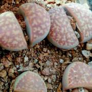 Lithops marmorata – Piedra Viva