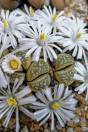 Lithops marmorata 'Diutina' – Marbled Pebble Plant