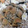 Lithops villetii subsp. deboeri – Pebble Plant