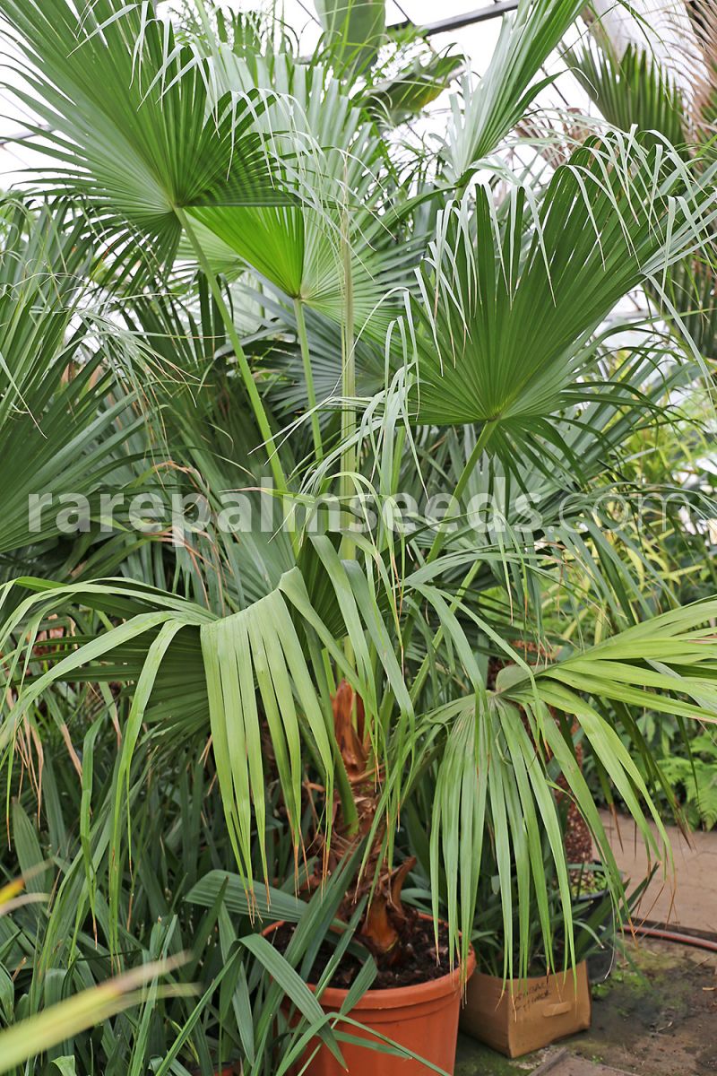 Nouveau Chinois fan palm seeds plants Bonsai ornementales Livistona Tall set 5 pcs 