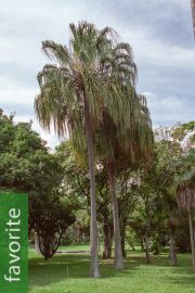 Livistona decora – Ribbon Fan Palm
