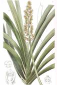 Lomandra longifolia – Basket Grass