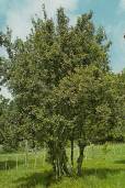 Lomatia hirsuta – Radal Tree