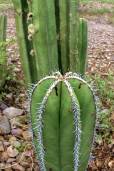 Lophocereus marginatus – Organ Cactus