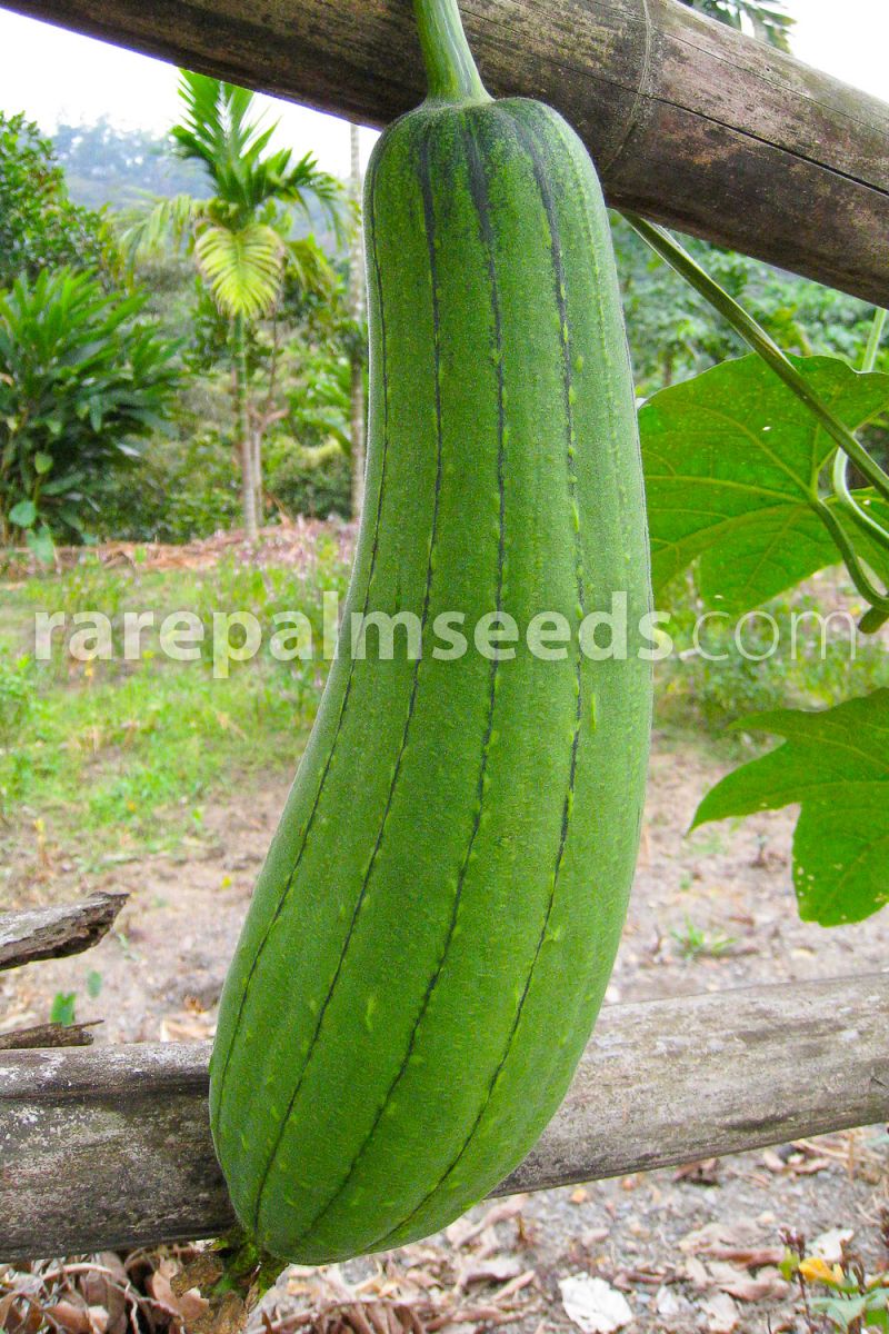 10x Loofah Cylindrica Schwammkürbis Garden Plants Seeds B1739