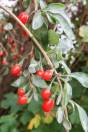 Lycium barbarum – Chinese Wolfberry