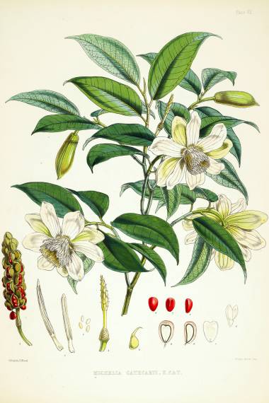 Magnolia cathcartii – Cathcart Magnolia