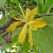 Magnolia champaca – Arbol perfumado de la alegria