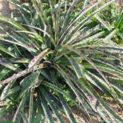 Manfreda maculosa – Spice Lily