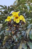 Markhamia lutea – Nil-Tulpenbaum