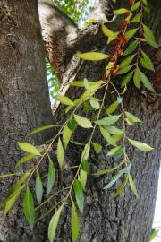 Maytenus boaria – Mayten Tree, Chilean Candle Tree
