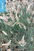 Melinis nerviglumis – Ruby Grass