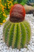 Melocactus intortus – Turk's Cap Cactus