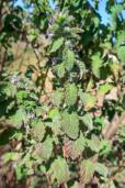 Mesosphaerum suaveolens – Mintweed, Hyptis