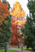 Metasequoia glyptostroboides – Dawn Redwood