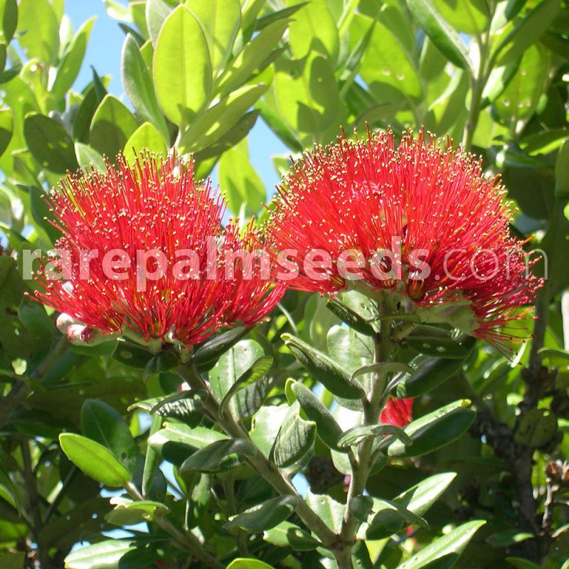 TROPICA - 300 Seeds Metrosideros excelsa syn. M. tomentosa Australia New Zeeland Christmas Tree