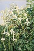 Millingtonia hortensis – Tree Jasmine