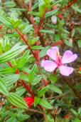 Monochaetum amabile – Lovely Princess Flower