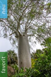 Moringa drouhardii – Madagaskar-Flaschenbaum