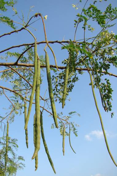 Moringa oleifera rare flowering drumstick tree bonsai exotic plant seed 15 seeds