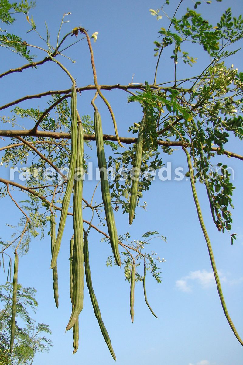 extrem wachsender Meerrettich-Baum .. bildet Knollen & dicke Stämme Saatgut 