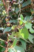 Muehlenbeckia tamnifolia – Mexican Maidenhair Vine
