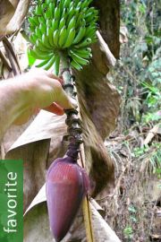 Musa acuminata subsp. acuminata – Wild Banana