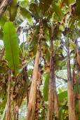 Musa itinerans var. xishuangbannaensis – Giant Yunnan Banana