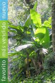 Musa sikkimensis – Plátano de Darjeeling