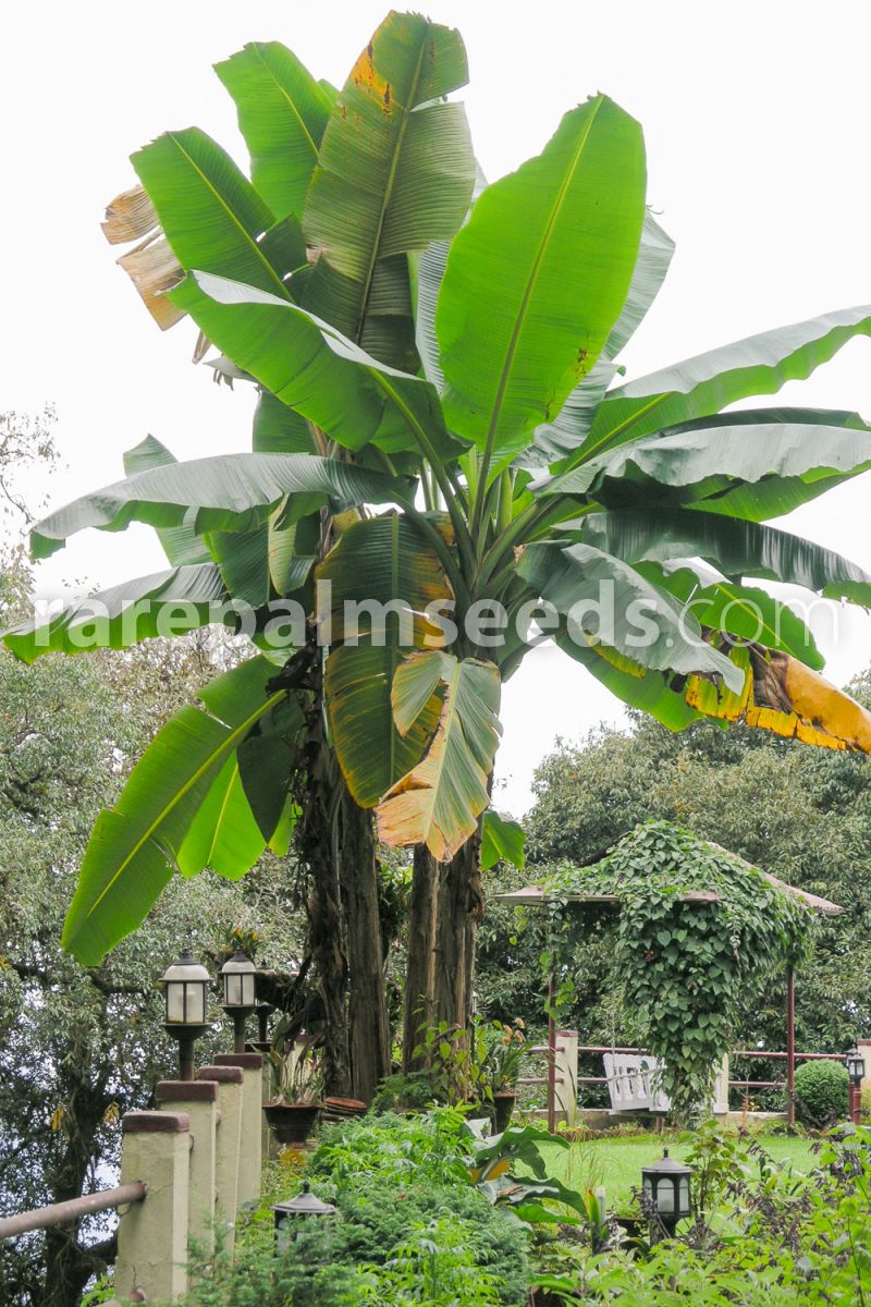5 Graines Darjeeling Banana 'Musa Sikkimensis' Himalayan Banana seeds 