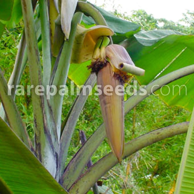Thomson's Edible Banana Musa thomasii 50 Seeds 