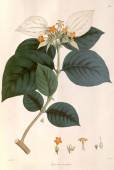 Mussaenda macrophylla – Largeleaf Forest Flag