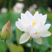 Nelumbo nucifera 'White' – Sacred White Lotus