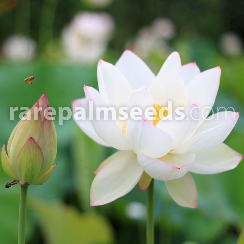 5 Graines Lotus sacré Sacred Lotus Nelumbo nucifera White Seeds 