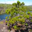 Neocallitropsis pancheri – Chandelier Cypress