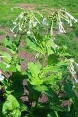 Nicotiana sylvestris – Woodland Tobacco, White Shooting Stars