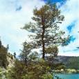 Nothofagus obliqua – Patagonian Oak