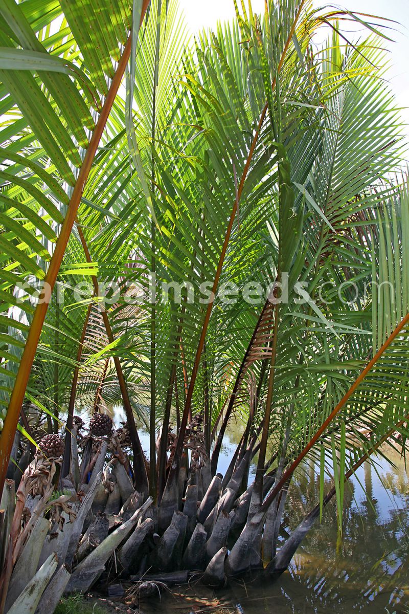 nipa palm fruit benefits